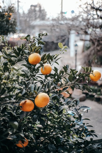 白天在树上结橘子